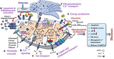 Adverse Effects of Metformin From Diabetes to COVID-19, Cancer, Neurodegenerative Diseases, and Aging: Is VDAC1 a Common Target?